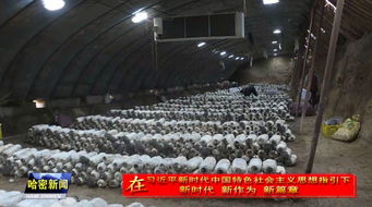 哈密特色农产品加工企业 辐射带动能力提升 赋能食用农产品产业升级