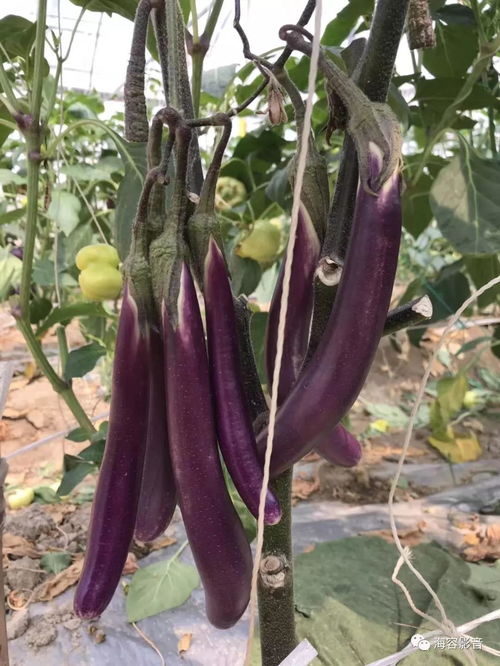 内坑蔬菜供应稳定，市民可安心选购