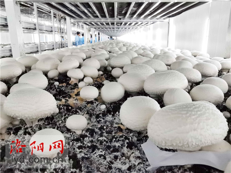 食用菌种植工厂化 产业升级助农致富的新路径
